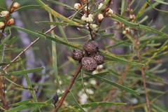 Hakea laevipes laevipes