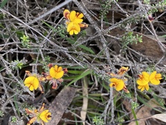 Pultenaea empetrifolia