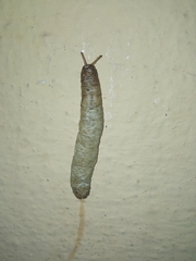 Laevicaulis haroldi