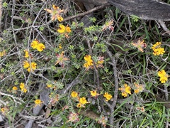 Pultenaea empetrifolia