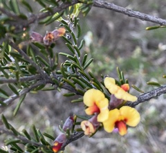 Dillwynia uncinata