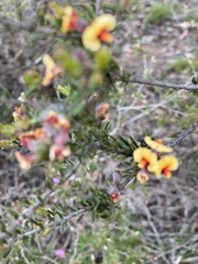 Dillwynia uncinata