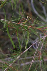 Acacia quadrilateralis