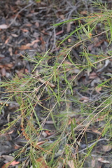 Acacia quadrilateralis