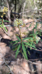 Astrotricha longifolia