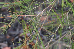 Acacia quadrilateralis