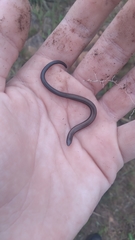 Scelotes mossambicus