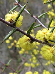 Acacia asparagoides