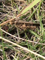 Heteropternis rufipes