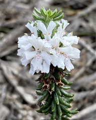 Westringia cephalantha