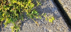 Polygonum aviculare