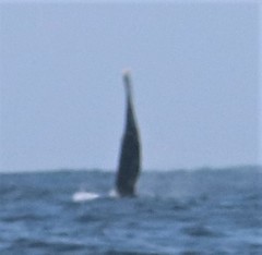 Megaptera novaeangliae australis