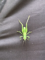 Isopsera denticulata