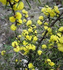 Acacia asparagoides