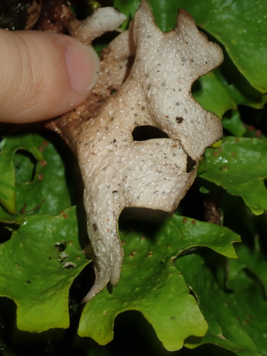 Sticta canariensis