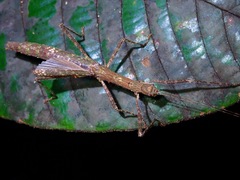 Asceles tanarata amplior