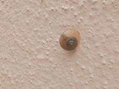 Ariophanta exilis