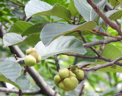 Artocarpus gomezianus