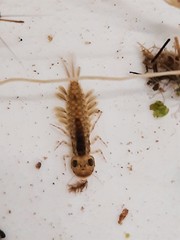 Ameletopsis perscitus