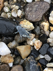 Eusphingonotus japonicus