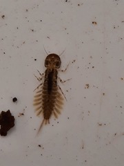 Ameletopsis perscitus