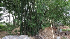 Dendrocalamus strictus