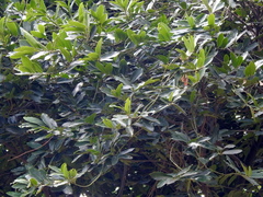 Diospyros malabarica