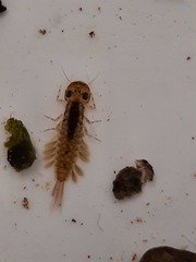 Ameletopsis perscitus