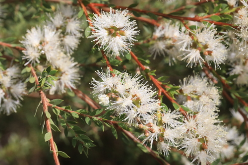 Sieber’s Paperbark (Melaleuca sieberi) · iNaturalist