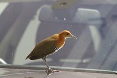 Rallina eurizonoides