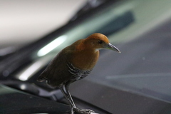 Rallina eurizonoides