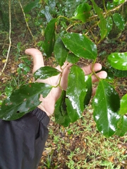 Pennantia cunninghamii