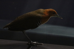 Rallina eurizonoides