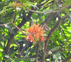 Saraca asoca