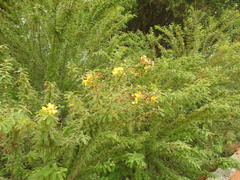 Senna polyphylla
