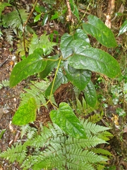 Parsonsia fulva