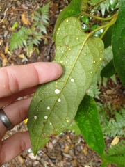Parsonsia fulva