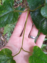 Parsonsia fulva