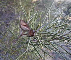 Hakea tephrosperma