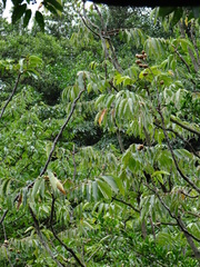 Bretschneidera sinensis