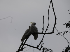 Cacatua galerita galerita