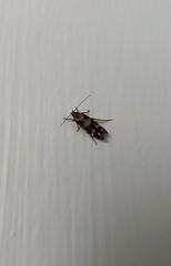 Mompha sturnipennella