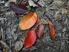 Elaeocarpus sylvestris