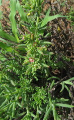Delosperma multiflorum