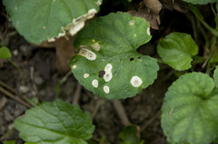 Apterona helicoidella