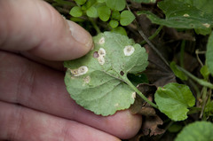 Apterona helicoidella