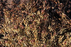 Leucadendron glaberrimum glaberrimum