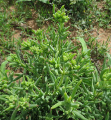 Delosperma multiflorum