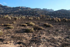 Leucadendron glaberrimum glaberrimum