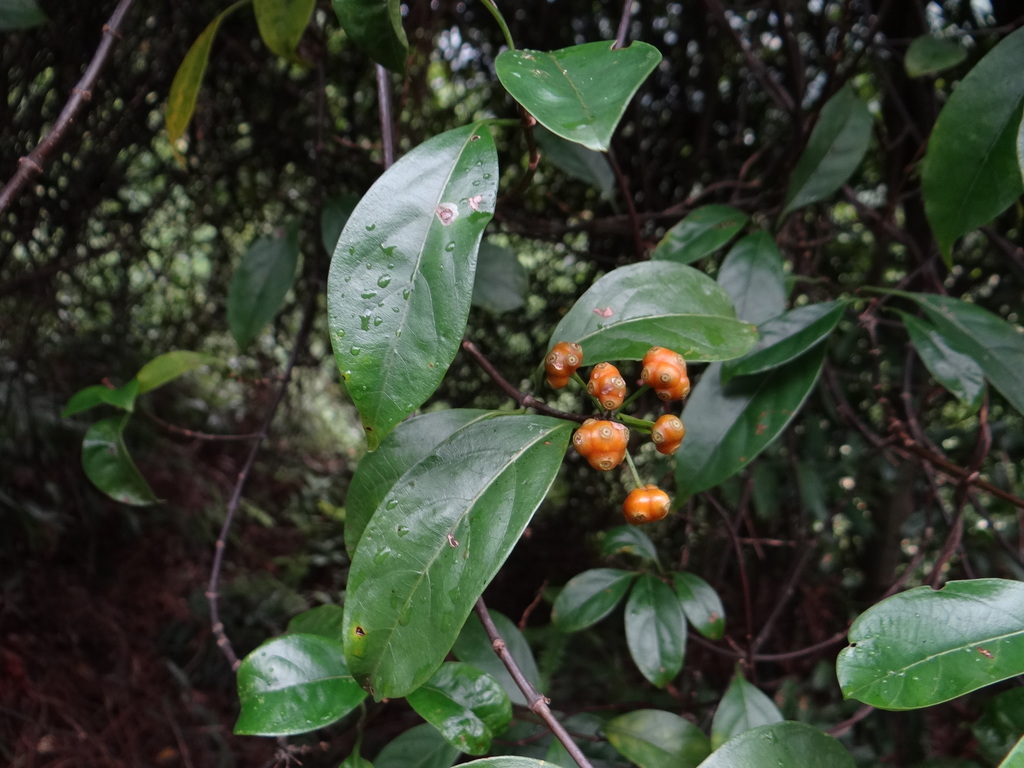 Morinda umbellata (Morinda umbellata)